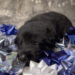 Pink color - Bi-color female German Shepherd puppy in Marion, Ohio from Legacy K9’s