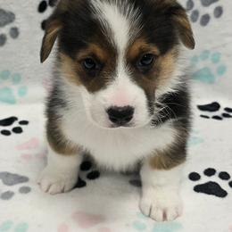 ASHER - Black and tan male Pembroke Welsh Corgi puppy in Walker, Iowa from Double K Corgis