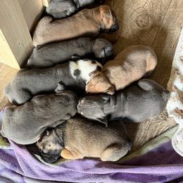 Bulldog puppies from Brady English Bulldogs