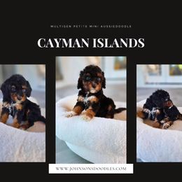 Cayman islands - Black tri-color female Aussiedoodle puppy in North Royalton, Ohio from Johnson's Doodles