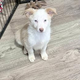 Lady - Gold female Border Collie puppy in Guffey, Colorado from Sunset Ridge