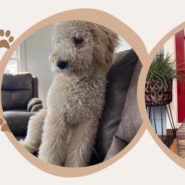 Goldendoodles from Southern Paw Breeding Co