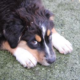 Bandit - Black tri-color male Australian Shepherd puppy in Sonoita, Arizona from Gardner Canyon Kennels