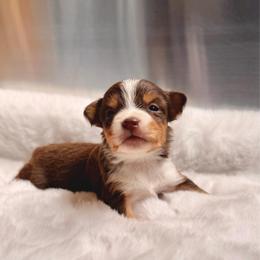 RTF1 - Red tri female Miniature Australian Shepherd puppy in Dayton, Washington from Rafter 22 Aussies