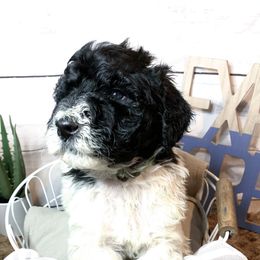 Bernedoodles, Bordoodles, and Poodles from Swan Field Farms
