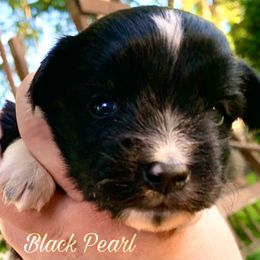 Miniature Australian Shepherd and Toy Australian Shepherd Puppies from Pawesome Lil Aussies