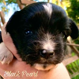 Miniature Australian Shepherd and Toy Australian Shepherd Puppies from Pawesome Lil Aussies