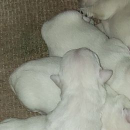West Highland White Terriers from Larissa Bloom