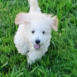 Boy 1 - Apricot Schnoodle puppy in Leitchfield, Kentucky from Eveleigh Acres Puppies
