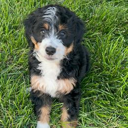 Bernedoodle Puppies from Little Diamond Doodles