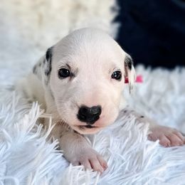 Roksha - White and black female Dalmatian puppy in Gray, Georgia from Fuller Spots