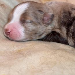 Puppy 7 - Red tri female Miniature Australian Shepherd puppy in Massapequa, New York from All That Auss Mini Aussies