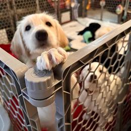 Jinx- Neon Green Collar - Cream male Assorted Doodle Crosses puppy in Norfolk, Virginia from Móraí’s Doodles