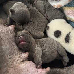 French Bulldog Puppies from The Frenchie Ravine Connection LLC
