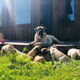 Akita and Mastiff Puppies from Mountain Meadow Ranch