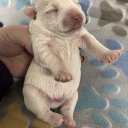 White - White male Miniature Schnauzer puppy in Boaz, Alabama from Sweet Home Schnauzers