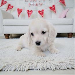 Cody tiny longhair - Cream male Dachshund puppy in Richmond, Virginia from Irresistible Dachshunds & Cavaliers