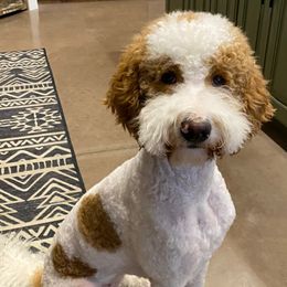 Assorted Doodle Crosses, Aussiedoodles, and Goldendoodles from Lucky Dog Puppies
