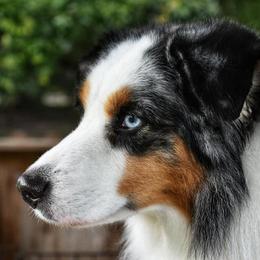 Miniature American Shepherd All Grown Up from Down Home Aussies