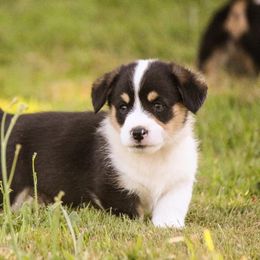 American Corgi and Pembroke Welsh Corgi Puppies from Elk Ridge Corgis
