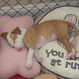Ibizan Hound Puppies from Someday Ibizans