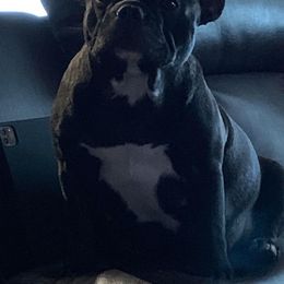 French Bulldog All Grown Up from Queens of The South Frenchies