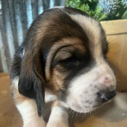 Dark blue - Black brown and white male Basset Hound puppy in Hay Springs, Nebraska from Rain and Snow Bassets
