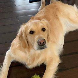 Golden Retrievers from Kenland’s Golden retrievers