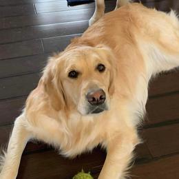 Golden Retrievers from Kenland’s Golden retrievers