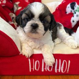 Miss Peppercorn-AKC Champion Bloodline - Tricolor female Shih Tzu puppy in Long Beach, California from Prieto Shih-Tzu's