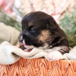Drizzle - Black and tan female Pembroke Welsh Corgi puppy in Plains, Montana from Diamond Corgis