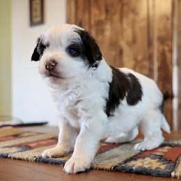 Bonnie - Brown and white female Aussiedoodle puppy in Hamilton, Montana from North Lake Aussies