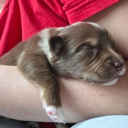 Cimarron - Red merle male Australian Shepherd puppy in Solon, Maine from Mountain Range Australian Shepherds