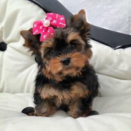 Gemma - Blue and gold female Yorkshire Terrier puppy in Monticello, Iowa from Ashley’s Puppies
