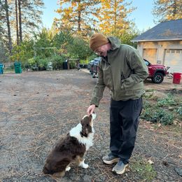 Duke - Red tri male Miniature Australian Shepherd puppy in Shingletown, California from Whiskeytown Aussies