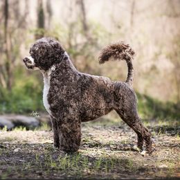 Marco  - Portuguese Water Dog