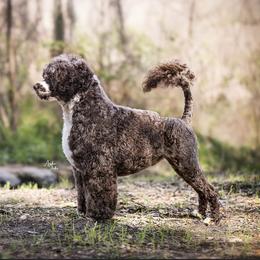 Marco  - Portuguese Water Dog