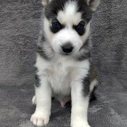 German Shepherd and Siberian Husky Puppies from T & T Kennels