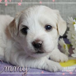 Coton de Tulear Puppies from Buttercup Cotons of Texas
