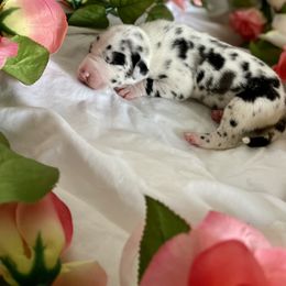 Great Dane Puppies from Kaitlin Cunningham