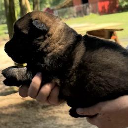 Girl 1 - Sable female German Shepherd puppy in Hattiesburg, Mississippi from Weizen German Shepherds