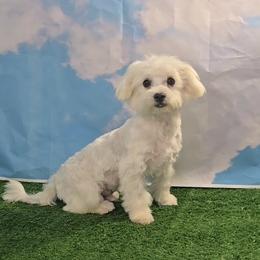 Alex - White male Maltese puppy in Aurora, Missouri from KnJ Precious Paws LLC