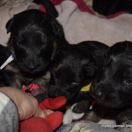 German Shepherd Puppies from Import German Shepherds of Kansas