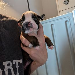 Opal - Fawn female Boxer puppy in Wellington, Ohio from Brinkhaven Boxers