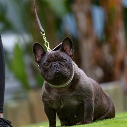 Roxy - Black female French Bulldog puppy in Gulf Breeze, Florida from SW Poms & Frenchies