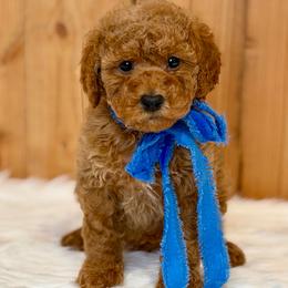 Redbud - Red  male Poodle puppy in Salem, Oregon from Lavish Poodles