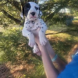 Boldy Jr. - White and black Dalmatian puppy in Pine City, Minnesota from Rock Creek Dalmatians
