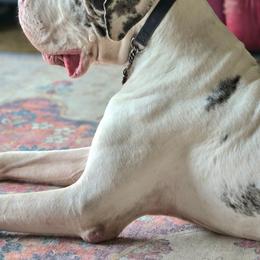 Great Dane puppies from Bluestone Valley Great Danes
