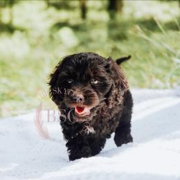 White girl - Brown and tan female Cockapoo puppy in Missoula, Montana from Big Sky Cockapoos