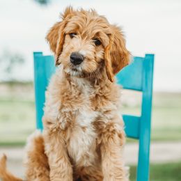 Goldendoodles and Golden Retrievers from Front Porch Goldens